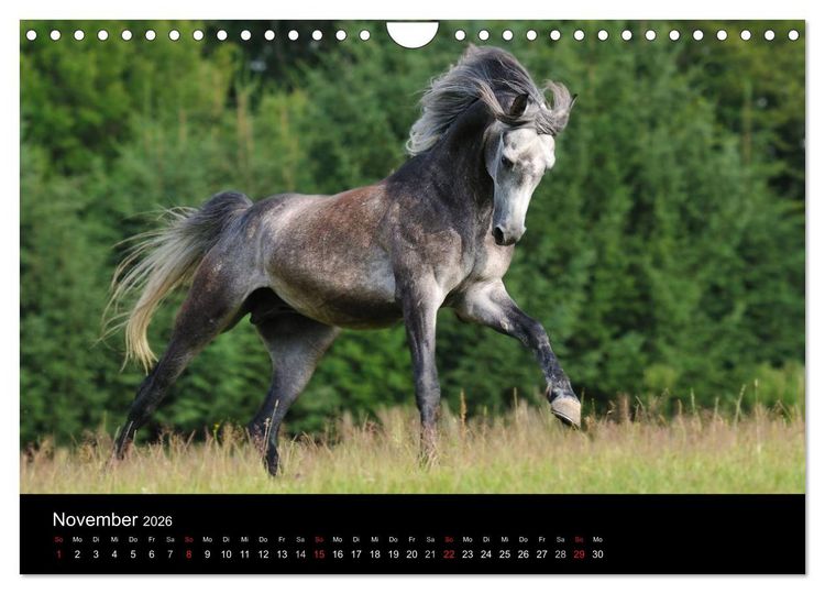 Produktbild: Pferdekalender (Wandkalender 2026 DIN A4 quer), CALVENDO Monatskalender