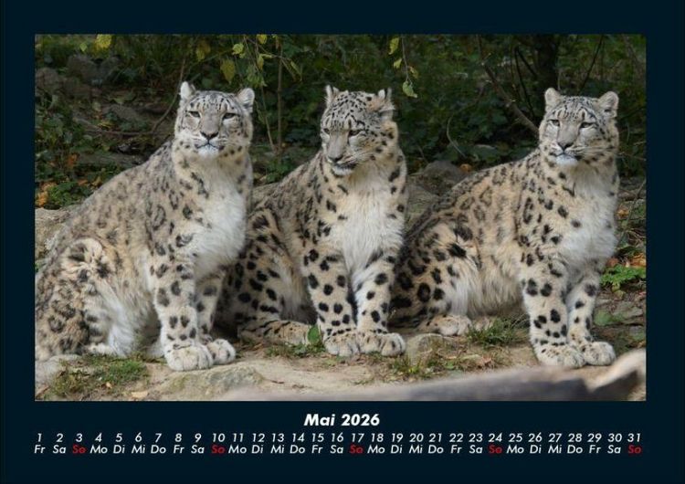 Produktbild: Welt der Tiere 2026 Fotokalender DIN A4