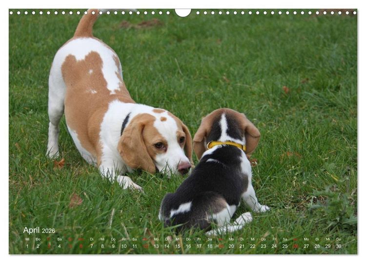 Produktbild: Beagle (Wandkalender 2026 DIN A3 quer), CALVENDO Monatskalender