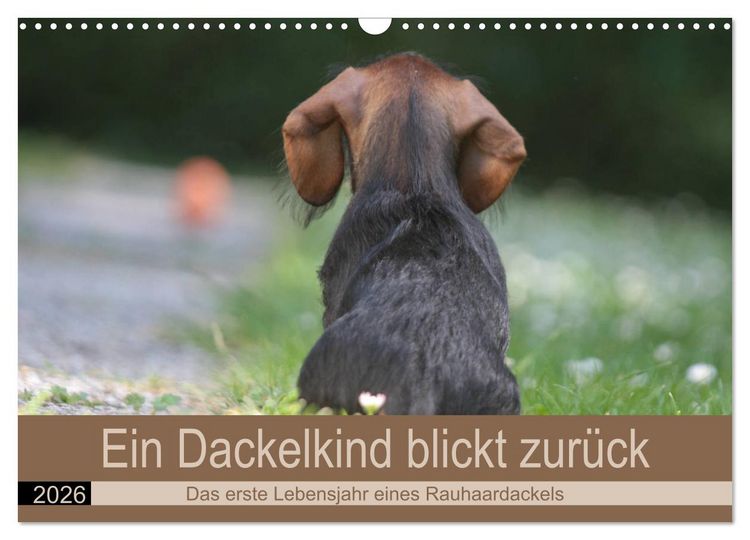Produktbild: Ein Dackelkind blickt zur&uuml;ck (Wandkalender 2026 DIN A3 quer), CALVENDO Monatskalender