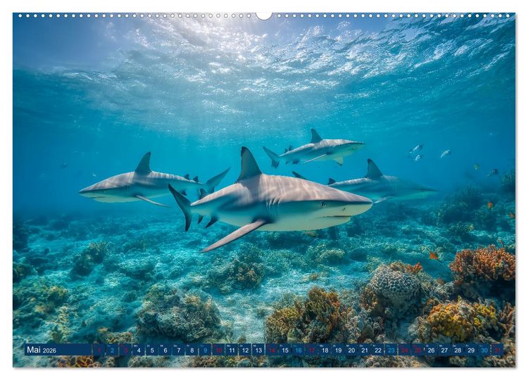 Produktbild: Hai Kalender - M&auml;chtige Haie der Ozeane und geheimnisvollen Unterwasserwelt (Wandkalender 2026 DIN A2 quer), CALVENDO Monatskalender