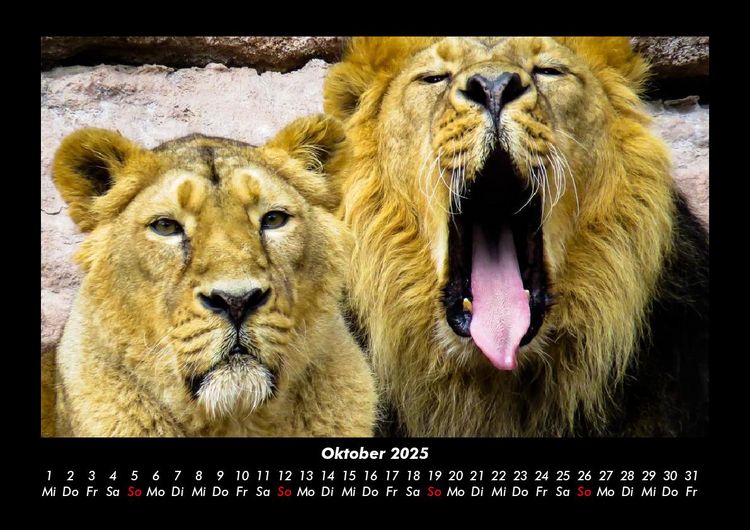 Produktbild: L&ouml;wen in der Wildnis 2025 Fotokalender DIN A3