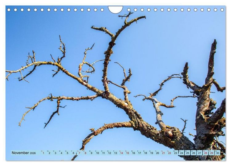 Produktbild: Das Element Holz - Ein Sinnbild (Wandkalender 2026 DIN A4 quer), CALVENDO Monatskalender