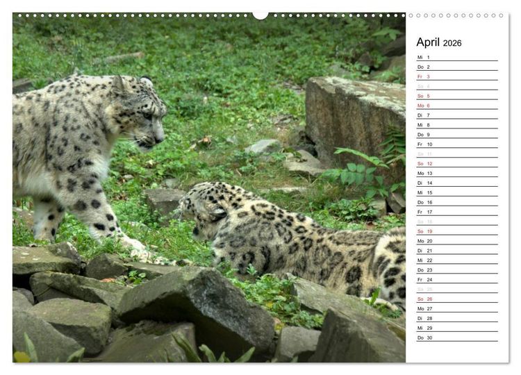 Produktbild: Der Schneeleopard (Wandkalender 2026 DIN A2 quer), CALVENDO Monatskalender