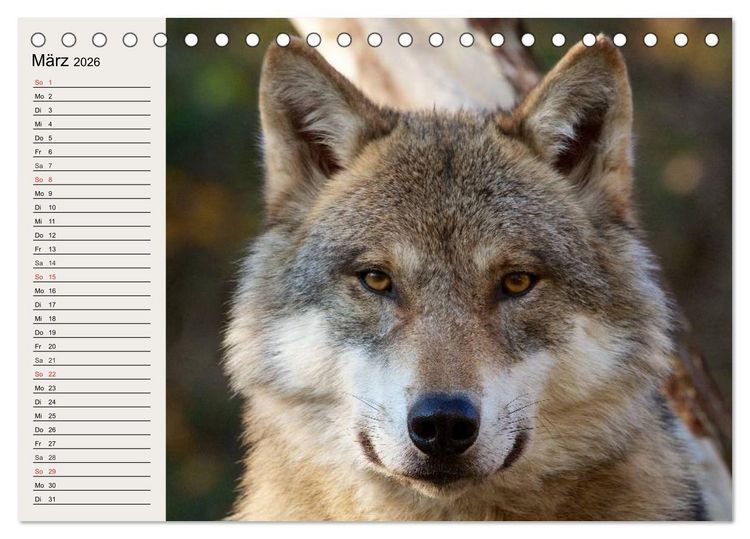 Produktbild: W&ouml;lfe. Verwegene Anmut (Tischkalender 2026 DIN A5 quer), CALVENDO Monatskalender