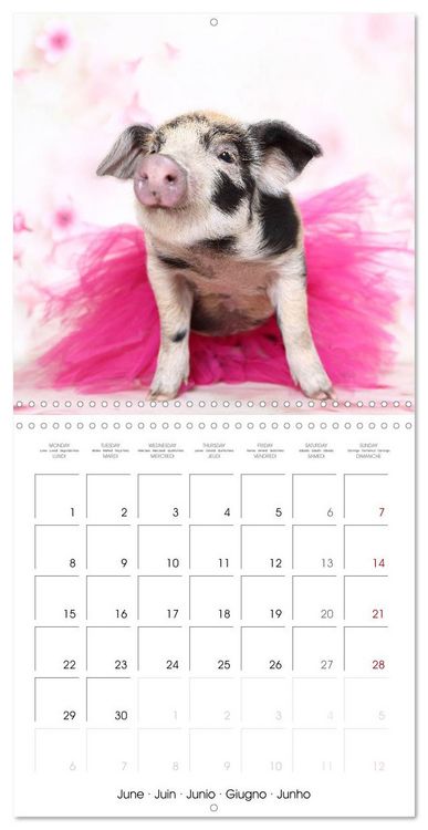Produktbild: Sweet little piglets (Wall Calendar 2026 12 &times; 12 Inch) CALVENDO 12 Month Wall Calendar