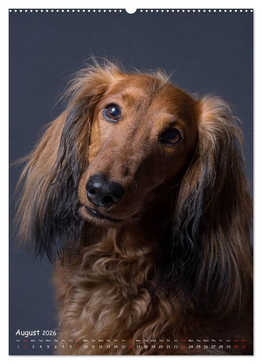 Produktbild: Dogs in Style (High Quality Premium Wall Calendar 2026 DIN A2 portrait),CALVENDO 12 Month Wall Calendar