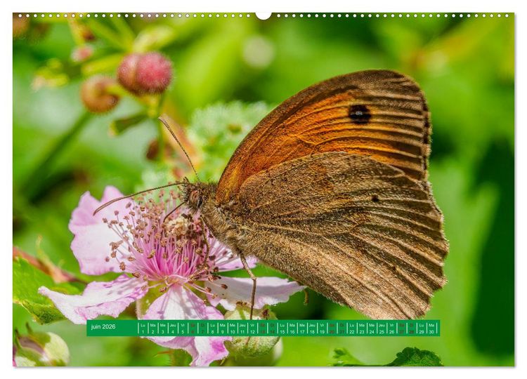 Produktbild: La vie de nos prairie, les papillons (Calendrier mural 2026 DIN A2 vertical) calendrier de bureau