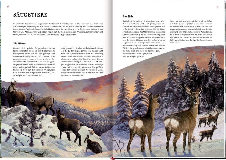 Produktbild: Das gro&szlig;e Buch vom Tannenbaum