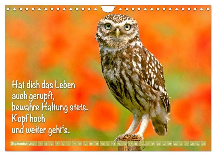 Produktbild: Die Eulen sind los: Edition lustige Tiere (Wandkalender 2026 DIN A4 quer), CALVENDO Monatskalender