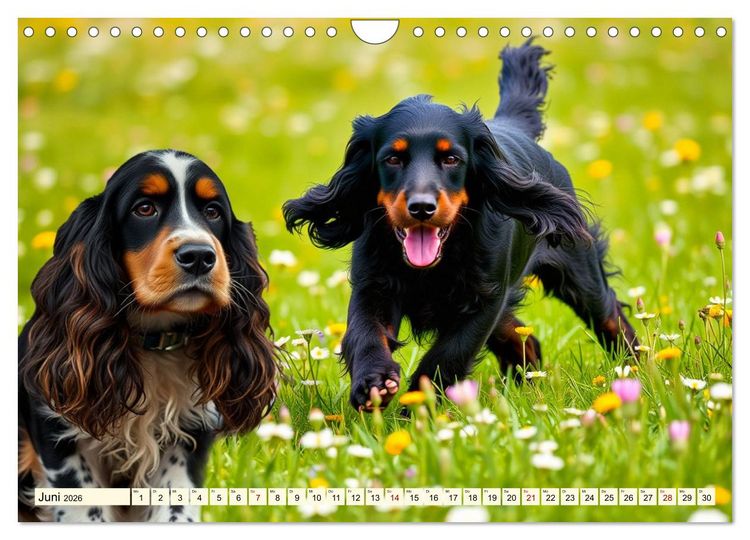 Produktbild: American Cocker Spaniel (Wandkalender 2026 DIN A4 quer), CALVENDO Monatskalender