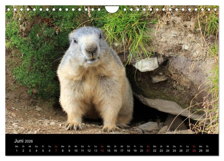 Produktbild: Murmeltiere (Wandkalender 2026 DIN A4 quer), CALVENDO Monatskalender