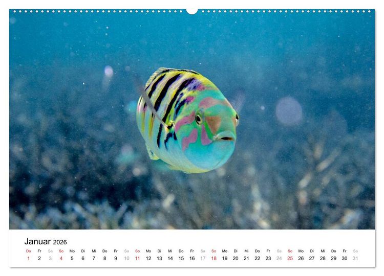 Produktbild: Unterwasserwelt der Malediven I (Wandkalender 2026 DIN A2 quer), CALVENDO Monatskalender