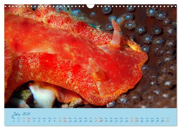 Produktbild: Sea Slugs - Little Wonders - Pure Beauties (Wall Calendar 2027 DIN A3 landscape), CALVENDO 12 Month Wall Calendar
