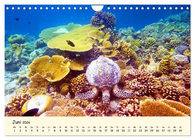 Produktbild: Faszination Meeresschildkr&ouml;ten (Wandkalender 2026 DIN A4 quer), CALVENDO Monatskalender