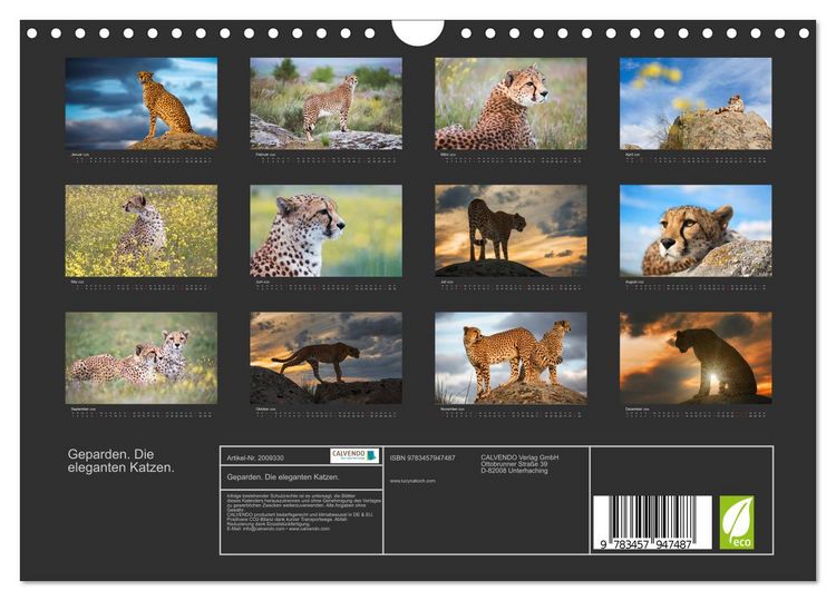 Produktbild: Geparden. Die eleganten Katzen. (Wandkalender 2026 DIN A4 quer), CALVENDO Monatskalender