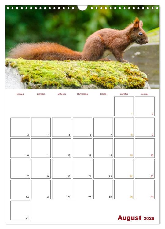 Produktbild: Eichh&ouml;rnchen Planer 2026 (Wandkalender 2026 DIN A3 hoch), CALVENDO Monatskalender