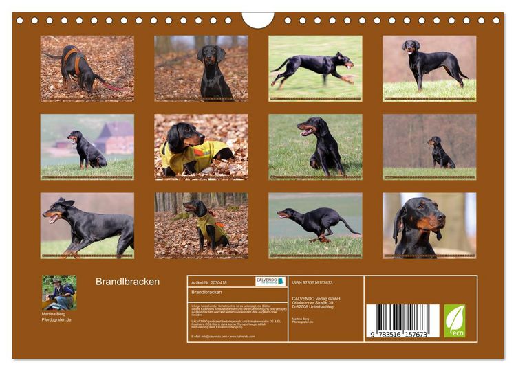 Produktbild: Brandlbracken (Wandkalender 2026 DIN A4 quer), CALVENDO Monatskalender