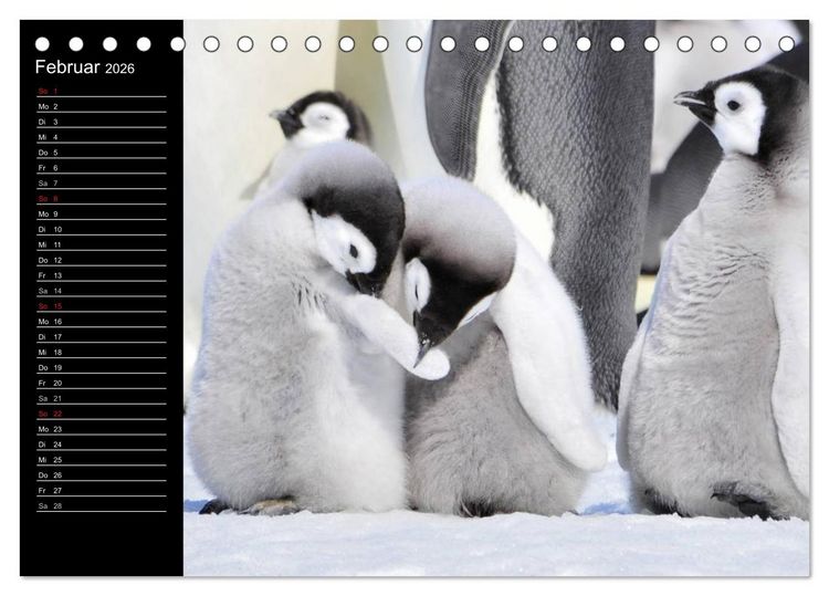 Produktbild: Pinguine - Kaiser- und K&ouml;nigspinguine (Tischkalender 2026 DIN A5 quer), CALVENDO Monatskalender