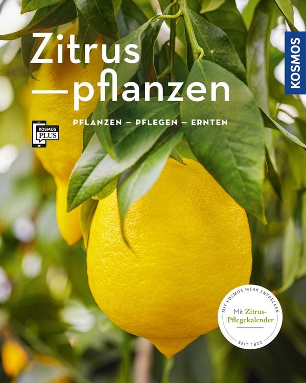 Bild vom Artikel Zitruspflanzen (Mein Garten) vom Autor Dominik Grosse Holtforth