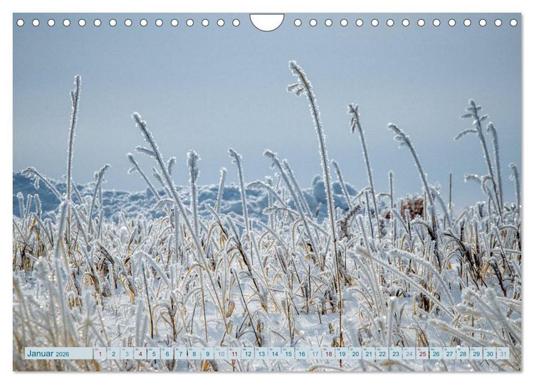 Produktbild: Wildwuchs 2026 (Wandkalender 2026 DIN A4 quer), CALVENDO Monatskalender