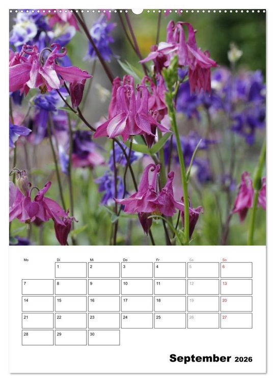 Produktbild: Zauberhafte Akeleien (hochwertiger Premium Wandkalender 2026 DIN A2 hoch), Kunstdruck in Hochglanz