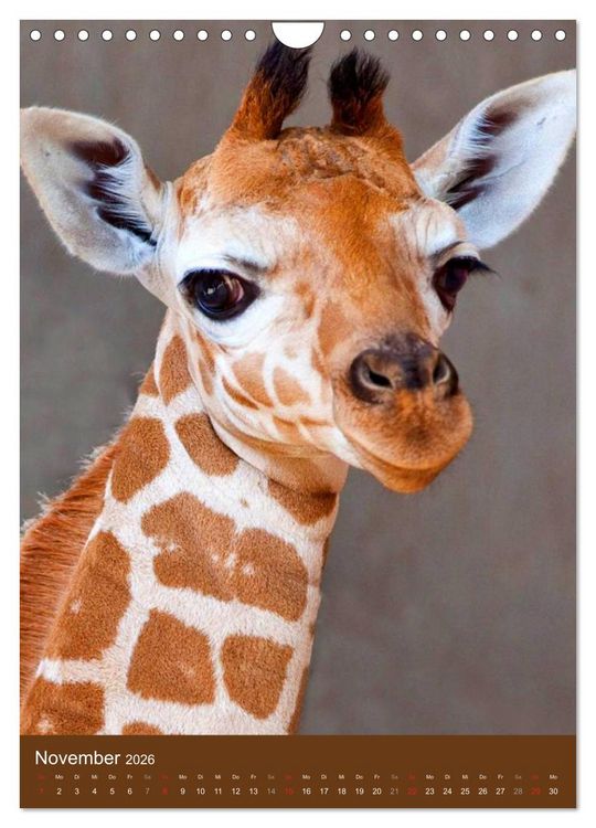 Produktbild: Giraffen (Wandkalender 2026 DIN A4 hoch), CALVENDO Monatskalender