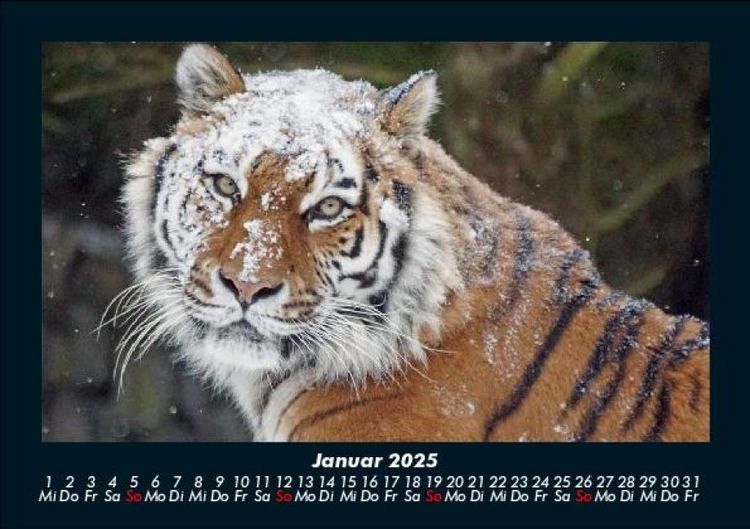 Produktbild: Tiger 2025 Fotokalender DIN A5