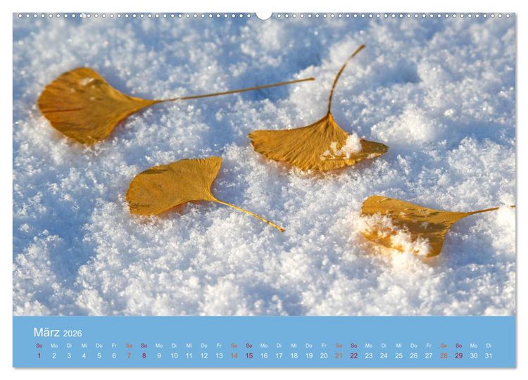 Produktbild: Geliebter Ginkgo (hochwertiger Premium Wandkalender 2026 DIN A2 quer), Kunstdruck in Hochglanz