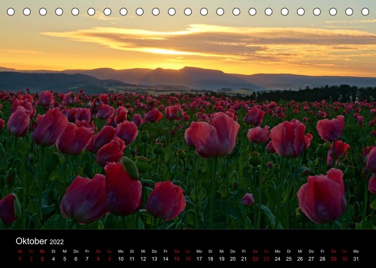 Produktbild: Mohnbl&uuml;te in Germerode (Tischkalender 2022 DIN A5 quer)