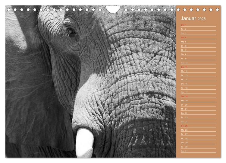 Produktbild: Afrika - Faszinierende Tierwelt (Wandkalender 2026 DIN A4 quer), CALVENDO Monatskalender