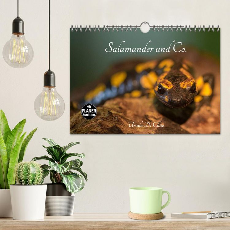 Produktbild: Salamander und Co. (Wandkalender 2026 DIN A4 quer), CALVENDO Monatskalender