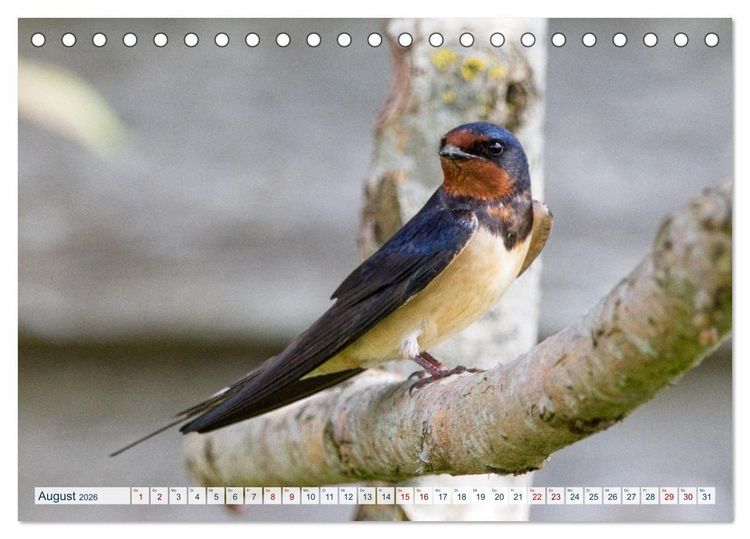 Produktbild: Rauchschwalben - Boten des Sommers (Tischkalender 2026 DIN A5 quer), CALVENDO Monatskalender