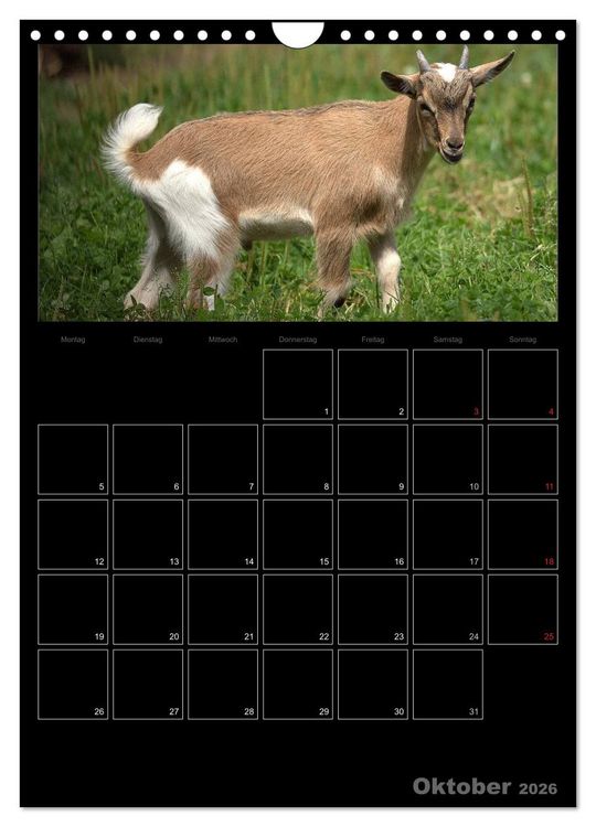 Produktbild: Zwergziegen (Wandkalender 2026 DIN A4 hoch), CALVENDO Monatskalender