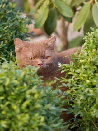 Produktbild: CALVENDO Puzzle Ein Bild aus dem Kalender Britisch Kurz | 1000 Teile Lege-Gr&ouml;&szlig;e 64x48cm Foto-Puzzle f&uuml;r gl&uuml;ckliche Stunden