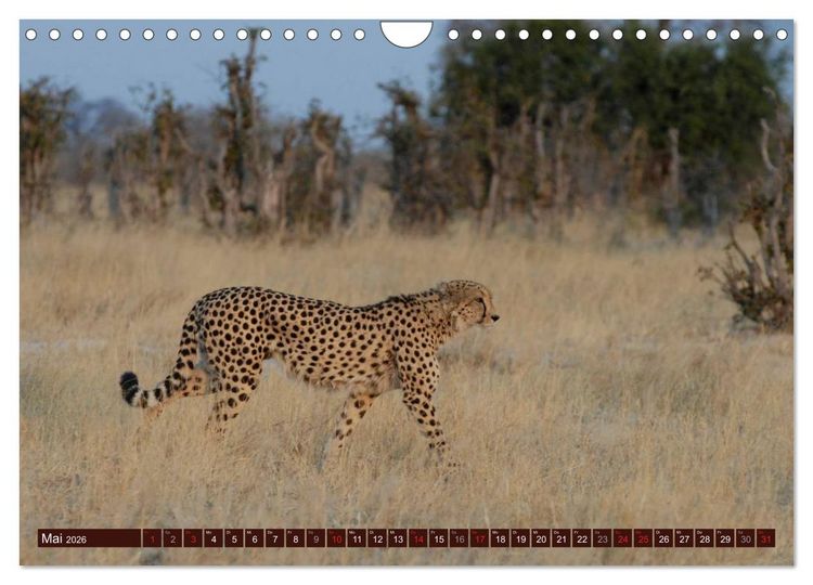 Produktbild: Afrikas wilde Sch&ouml;nheiten (Wandkalender 2026 DIN A4 quer), CALVENDO Monatskalender