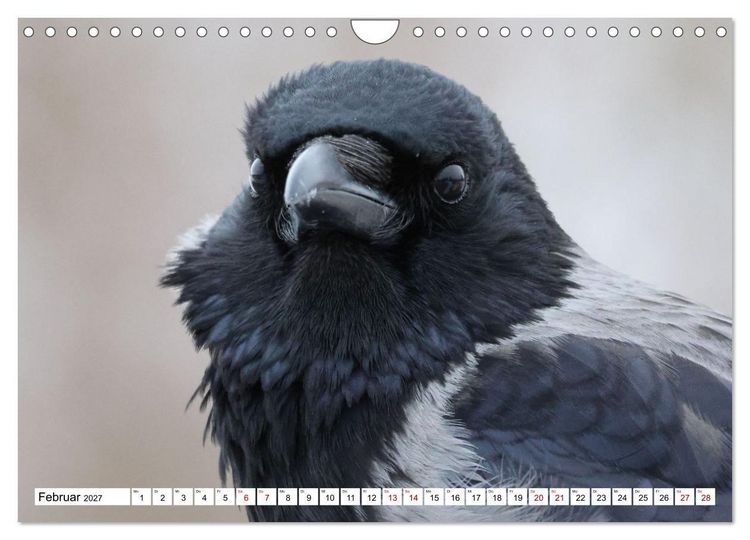 Produktbild: Im Auge der Kr&auml;he (Wandkalender 2027 DIN A4 quer), CALVENDO Monatskalender