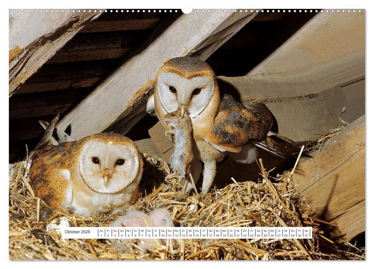 Produktbild: Das Leben der Eulen, die Damen der Nacht (hochwertiger Premium Wandkalender 2026 DIN A2 quer), Kunstdruck in Hochglanz
