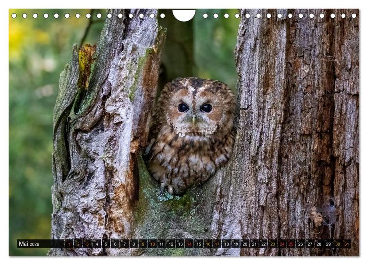 Produktbild: Eulen - Fl&uuml;gel der Nacht (Wandkalender 2026 DIN A4 quer), CALVENDO Monatskalender