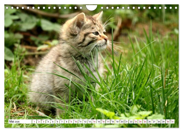 Produktbild: Wildkatzen - Die lautlosen J&auml;ger des Waldes (Wandkalender 2026 DIN A4 quer), CALVENDO Monatskalender
