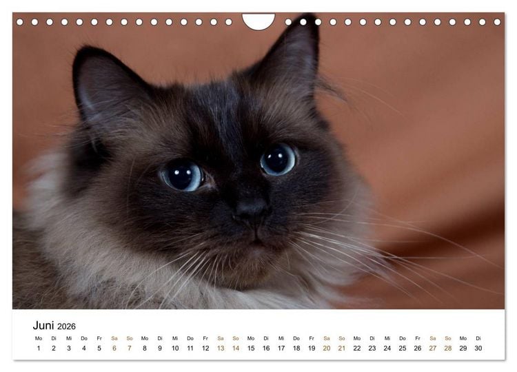 Produktbild: Ragdolls (Wandkalender 2026 DIN A4 quer), CALVENDO Monatskalender