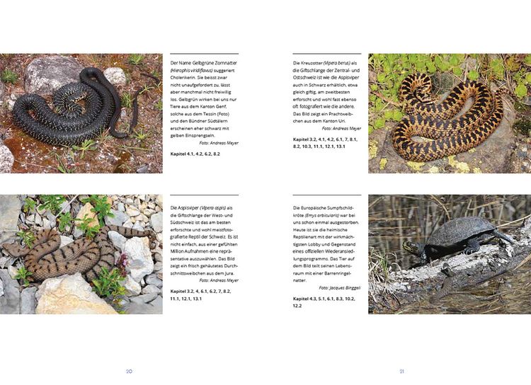 Produktbild: Reptilien in der Schweiz