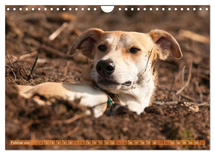 Produktbild: Witziger Windhund - Portugiesischer Galgo (Wandkalender 2026 DIN A4 quer), CALVENDO Monatskalender