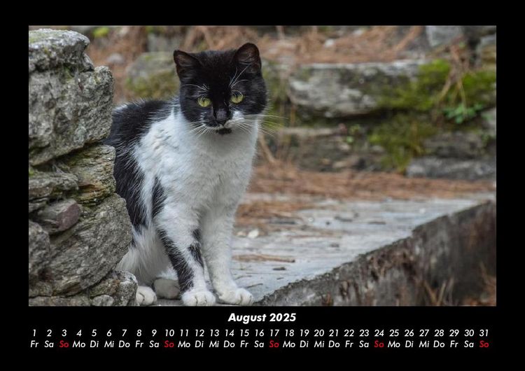 Produktbild: Tiere auf dem Bauernhof 2025 Fotokalender DIN A3