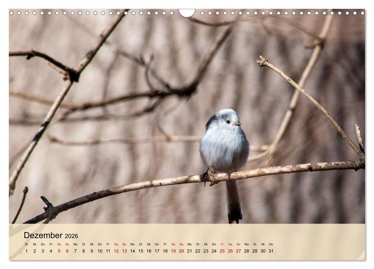 Produktbild: Wildes Stadtleben in M&uuml;nchen (Wandkalender 2026 DIN A3 quer), CALVENDO Monatskalender