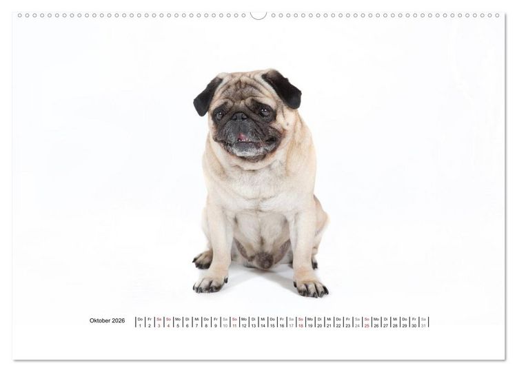 Produktbild: Mops - unwiderstehlich und charmant (hochwertiger Premium Wandkalender 2026 DIN A2 quer), Kunstdruck in Hochglanz