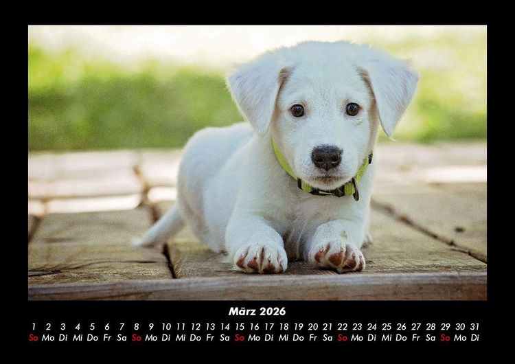 Produktbild: Welpen 2026 Fotokalender DIN A3