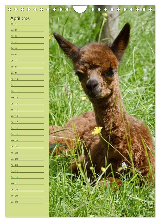 Produktbild: Alpakas zum Knuddeln gerne (Wandkalender 2026 DIN A4 hoch), CALVENDO Monatskalender