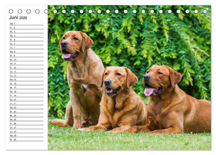Produktbild: Labrador Retriever - Freunde f&uuml;r&acute;s Leben (Tischkalender 2026 DIN A5 quer), CALVENDO Monatskalender