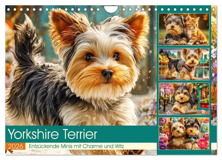 Produktbild: Yorkshire Terrier. Entz&uuml;ckende Minis mit Charme und Witz (Wandkalender 2026 DIN A4 quer), CALVENDO Monatskalender